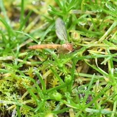 Keroplatidae