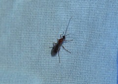 Macrocentrinae