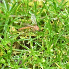 Keroplatidae