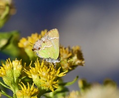 Chlorostrymon simaethis