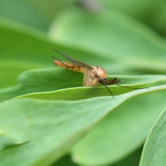Keroplatidae