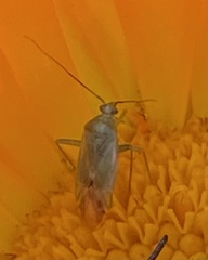 Adelphocoris lineolatus
