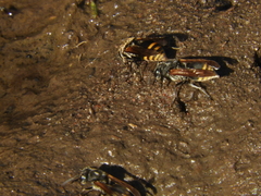 Brachygastra lecheguana