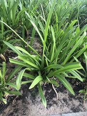 Agapanthus praecox