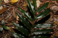 Alpinia arundelliana