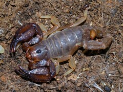Urodacus manicatus