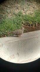 Columbina inca