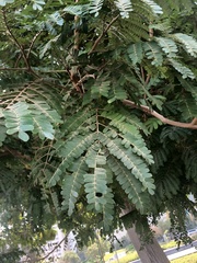 Stryphnodendron adstringens