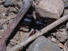 Trachyzelotes pedestris