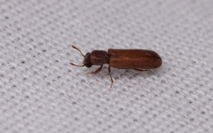 Bostrichoidea