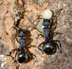 Polyrhachis phryne