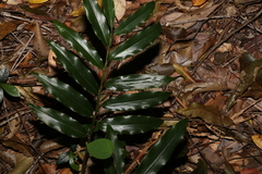 Alpinia arundelliana