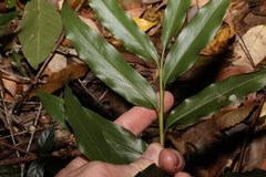 Alpinia arundelliana