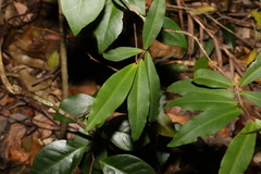 Myrsine subsessilis