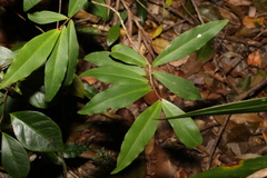 Myrsine subsessilis