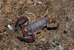Urodacus manicatus