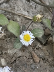 Erigeron leptorhizon