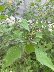 Chenopodium