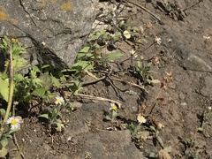 Erigeron leptorhizon