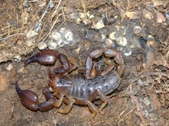 Urodacus manicatus