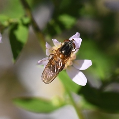 Rhingia nasica