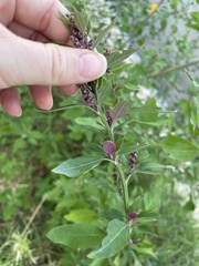 Chenopodium