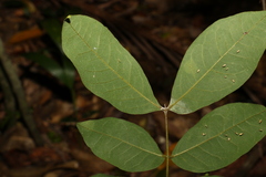 Archidendron lovelliae