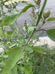 Chenopodium