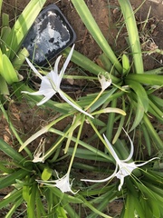 Hymenocallis