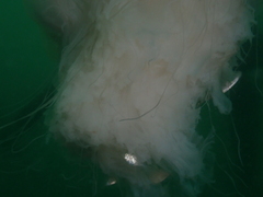 Cyanea nozakii