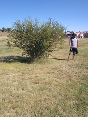 Vachellia farnesiana