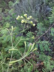 Commicarpus scandens