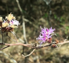 Vernonanthura squamulosa
