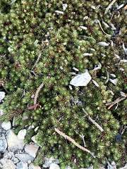 Selaginella wrightii