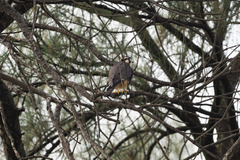 Falco femoralis