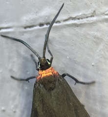 Pollanisus subdolosa