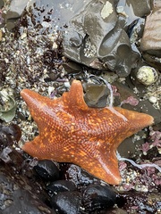 Patiria miniata