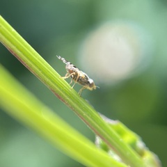 Dioxyna picciola