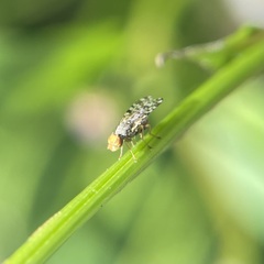 Dioxyna picciola