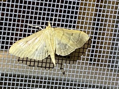 Herpetogramma aeglealis
