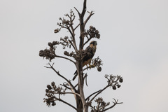 Falco femoralis