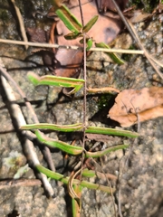 Pellaea atropurpurea