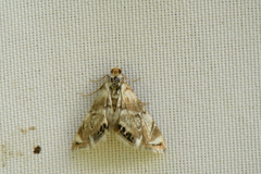 Eoparargyractis plevie