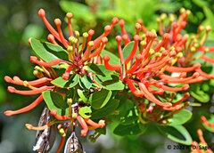 Embothrium coccineum