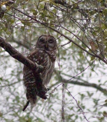 Strix varia georgica