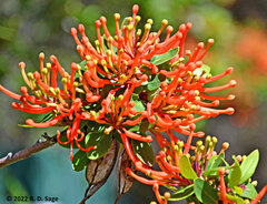 Embothrium coccineum