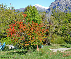 Embothrium coccineum