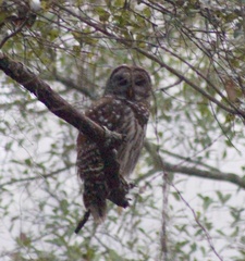 Strix varia georgica