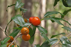 Petalostigma triloculare