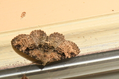 Metalectra quadrisignata